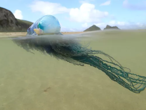 Portuguese man o' war