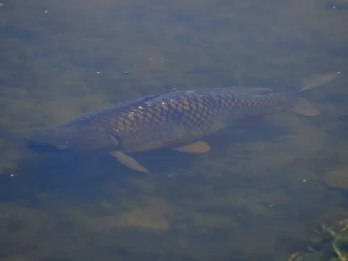 Common carp