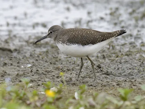 Green sandpiper