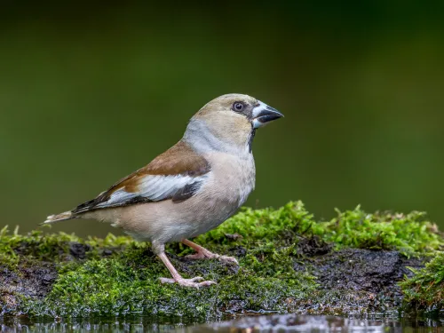 Hawfinch