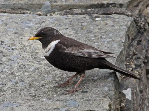 Ring ouzel