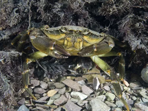 Shore crab