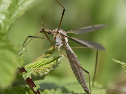 Crane fly (Tipula luna)