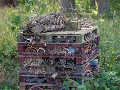 How to make a bug home