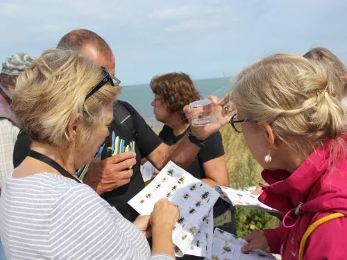 Volunteers carrying out a bee survey