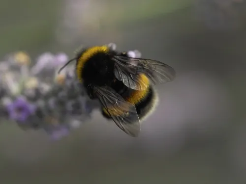 White-tailed bumblebee