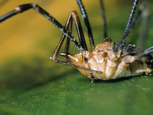 Harvestman (Phalangium opilio) male