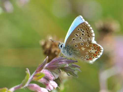 Adonis blue butterfly, photo by Grant Hazlehurst