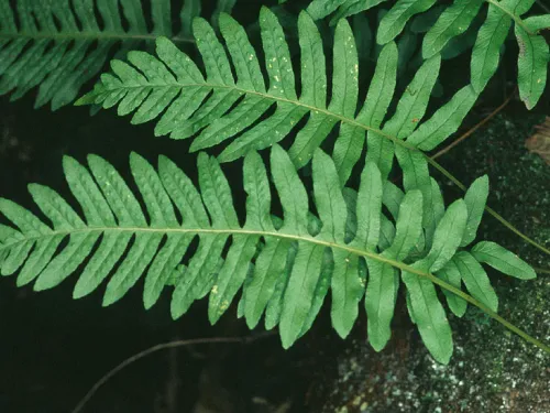 Common polypody