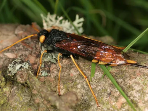 Giant horntail