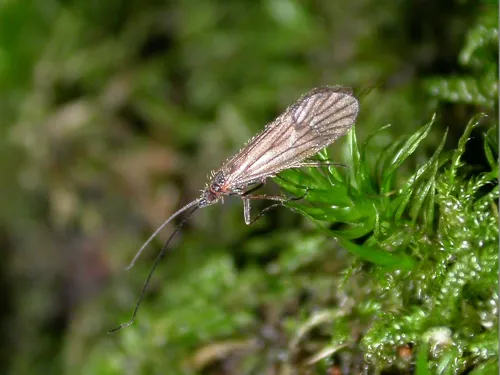 Land caddis male