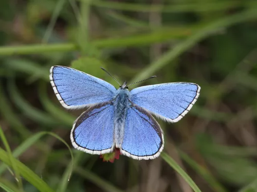 Adonis blue butterfly with wings spread wide in grassland