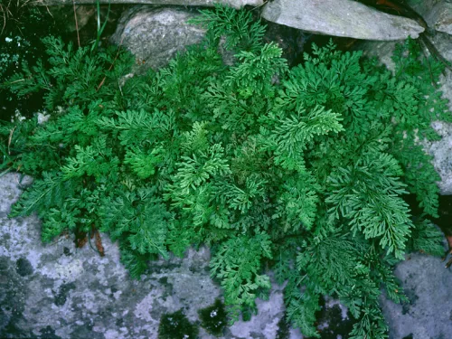 Parsley fern