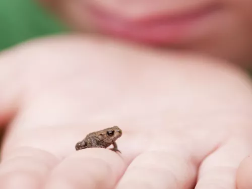 Small frog on a child's hand, photo by Ross Hoddinott/2020VISION