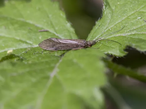 Caddisfly