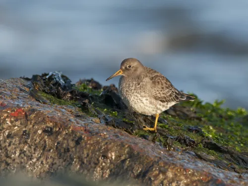 Purple sandpiper