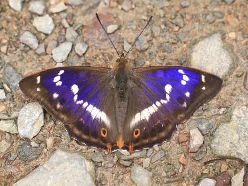 Purple emperor