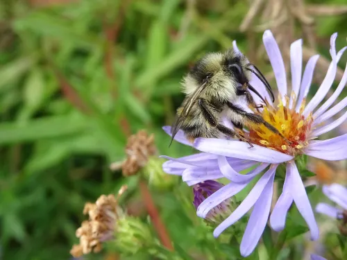 Shrill carder bee, photo by Rosie Earwaker