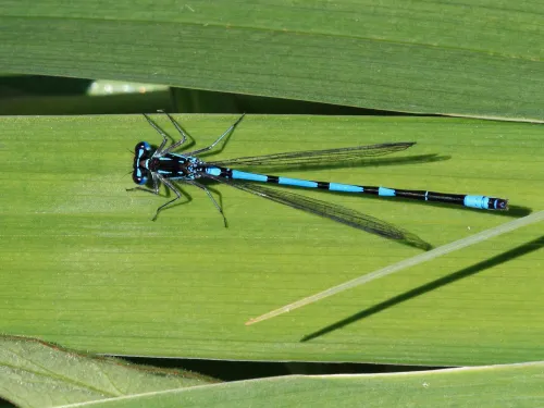 Variable damselfly