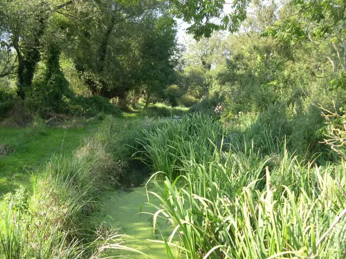 Ham fen habitat