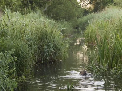 beaver, ham fen