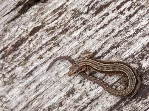 common lizard basking on a bit of wood