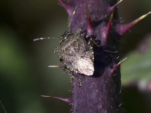 Bronze shieldbug