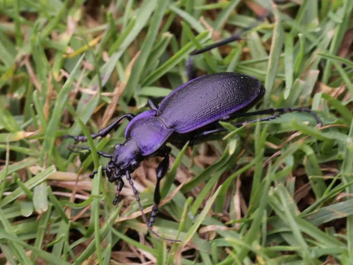 Violet ground beetle