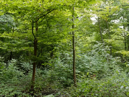 Shorne Woods