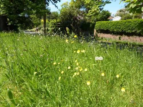 Wildflowers