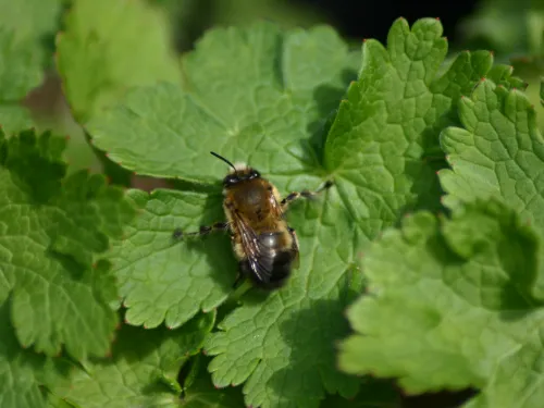 Hairy-footed flower bee (male)