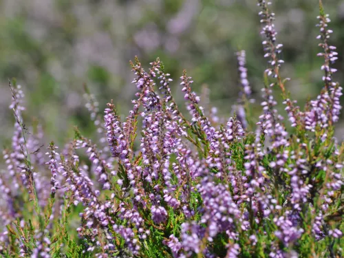 Heather at Hothfield Heathlands