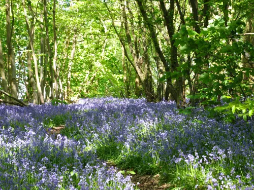 Bluebells at Parsonage Wood - Photo by Beth Hukins