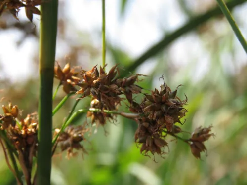 Great fen sedge