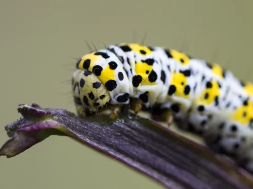 Mullein moth caterpillar