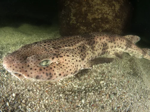 Large-spotted catshark