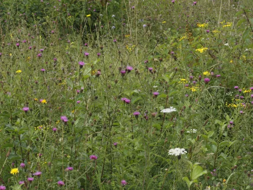 Chalk Grassland