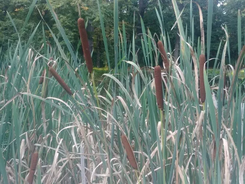 bulrush