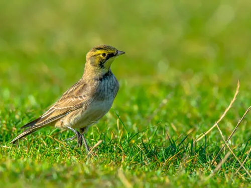 Shore lark