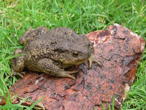 Common Toad