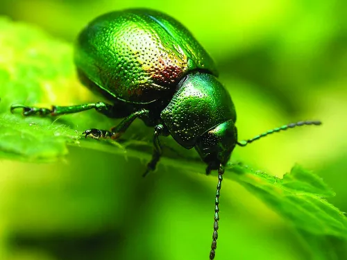 Tansy beetle