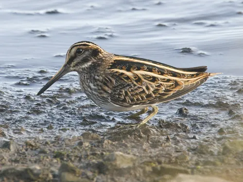 Jack snipe