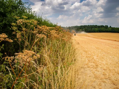 Jordans Farm Partnership Oat harvest  © Matthew Roberts