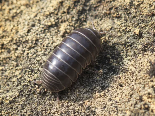 Pill woodlouse