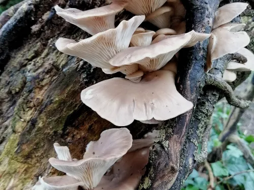 oyster mushroom