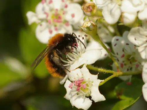 tawny mining bee