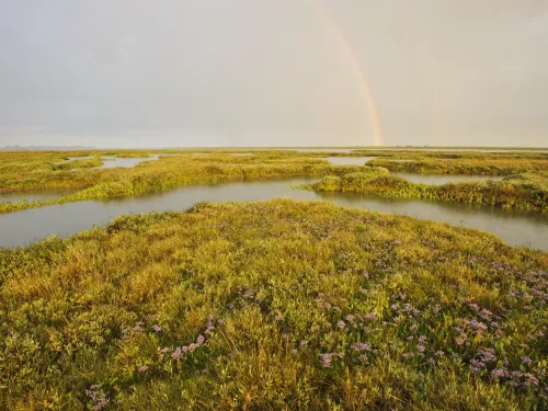 saltmarsh habitat with rainbow going over it