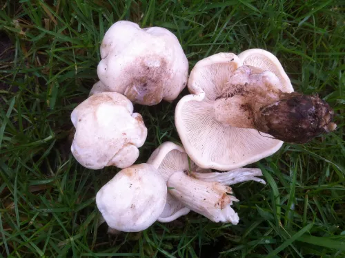 St George's Mushroom