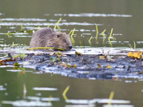 Scottish Wildlife Trust beaver ©Steve Gardner