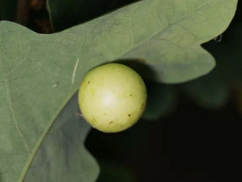 Cherry gall